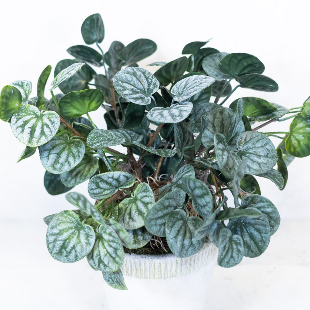 Pepperomia Plant in Moss Pot