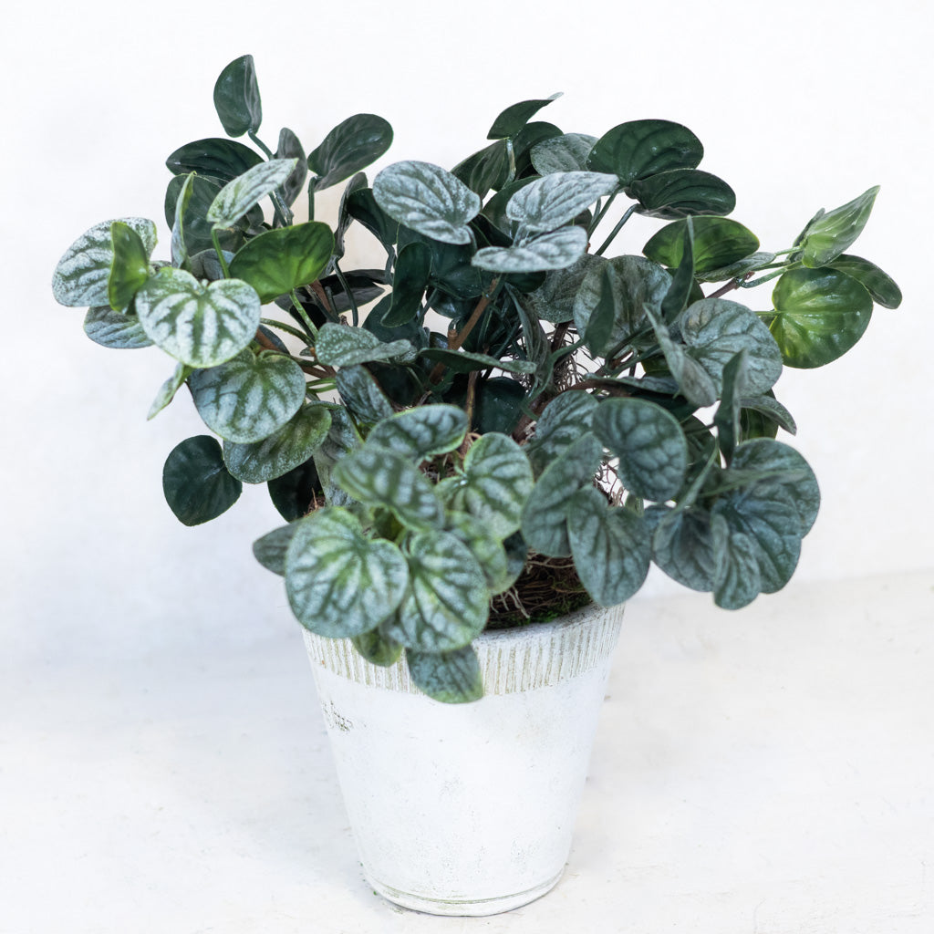 Pepperomia Plant in Moss Pot