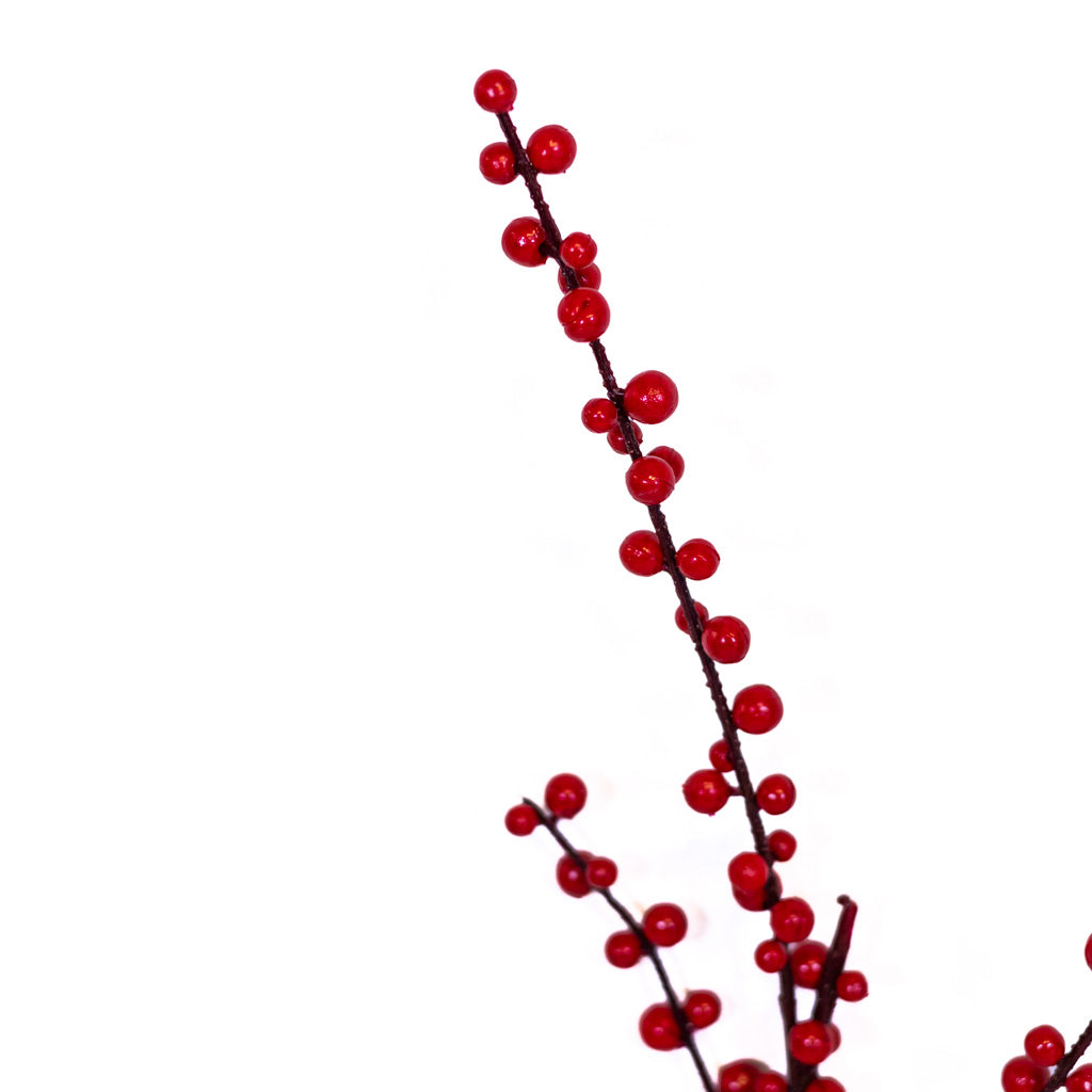 Red Ilex Berry