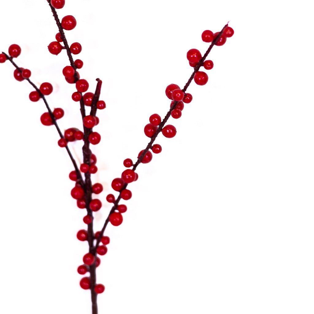 Red Ilex Berry