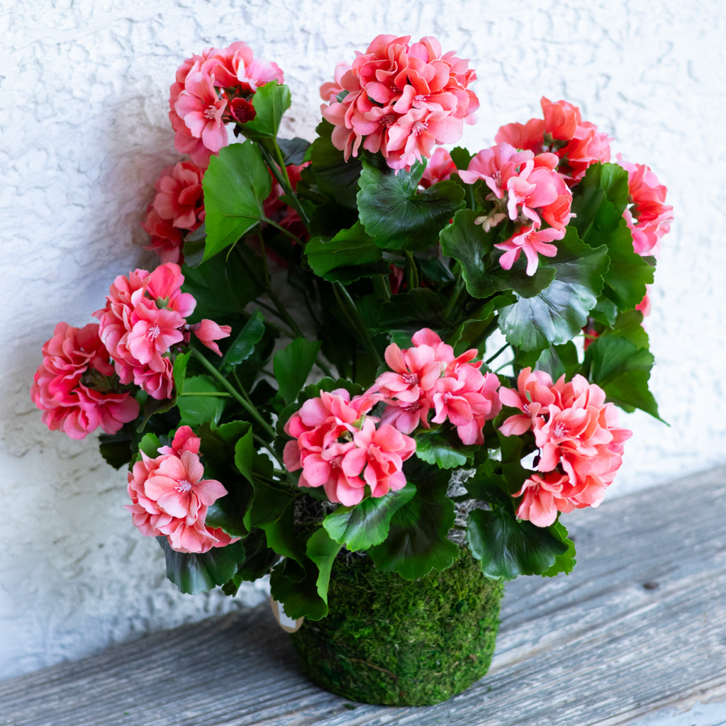 Salmon Geranium Moss Pot Drop In