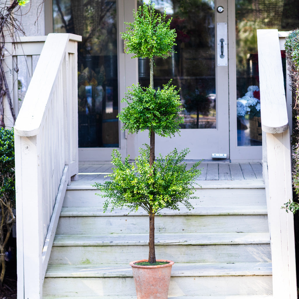 Myrtle Triple Ball Topiary