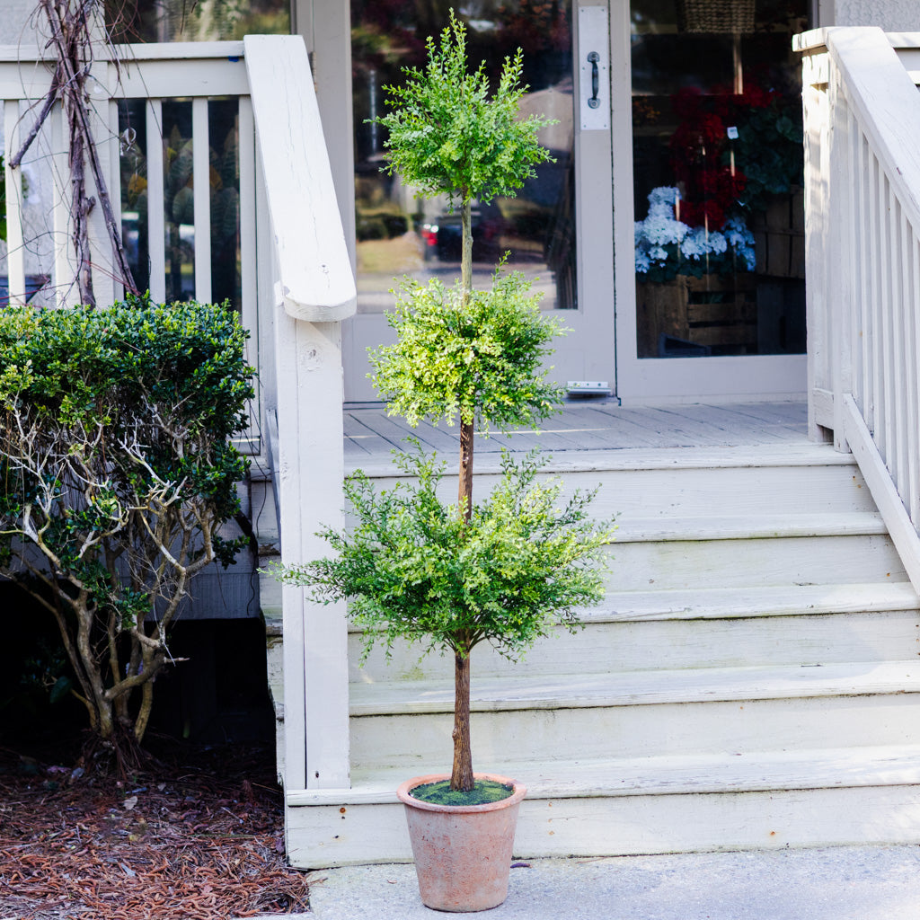 Myrtle Triple Ball Topiary