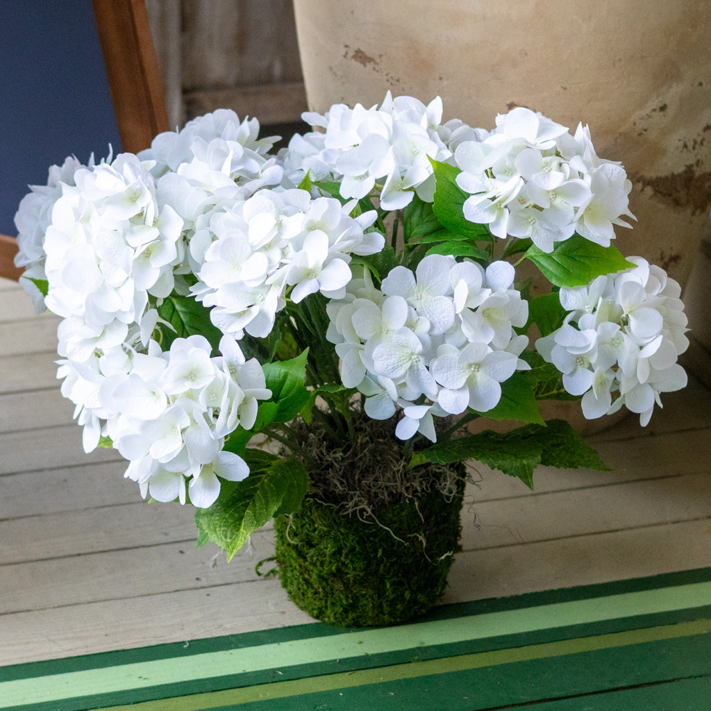 Triple White Hydrangea Plant Drop In