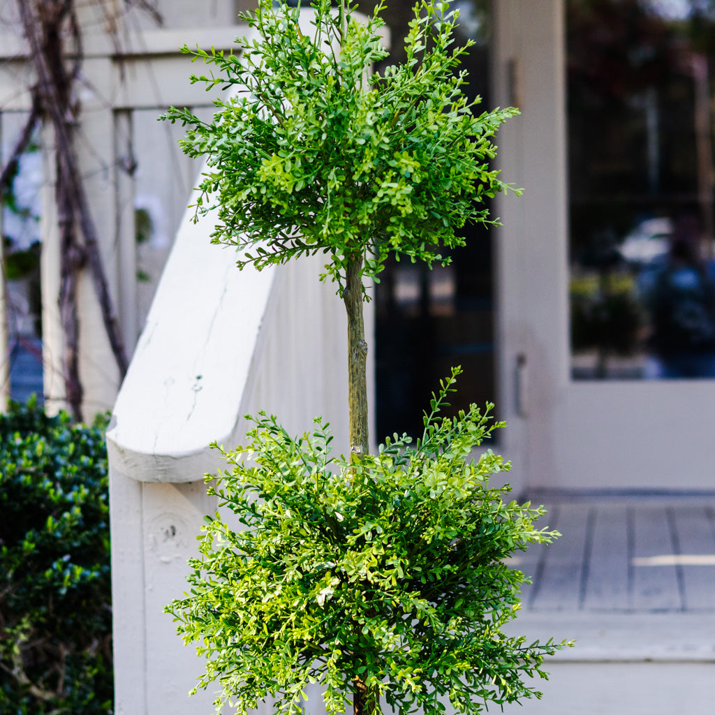 Myrtle Triple Ball Topiary
