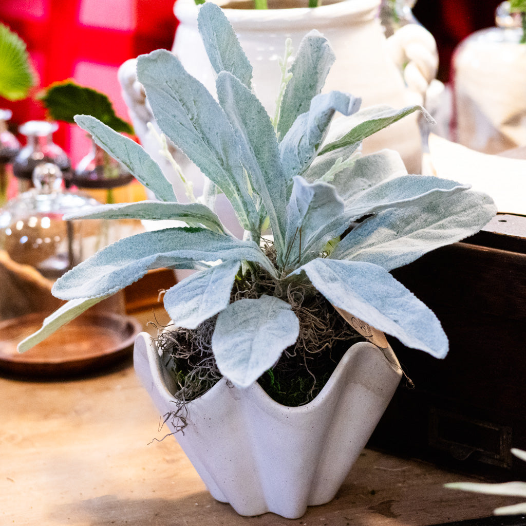 Lambs Ear in Moss Pot Drop In