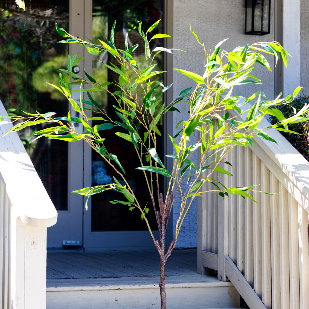 70" Eucalyptus Tree in Pot