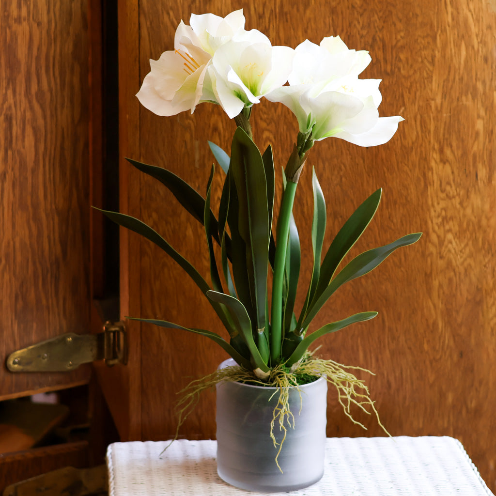 Amaryllis  White Double in Moss Pot