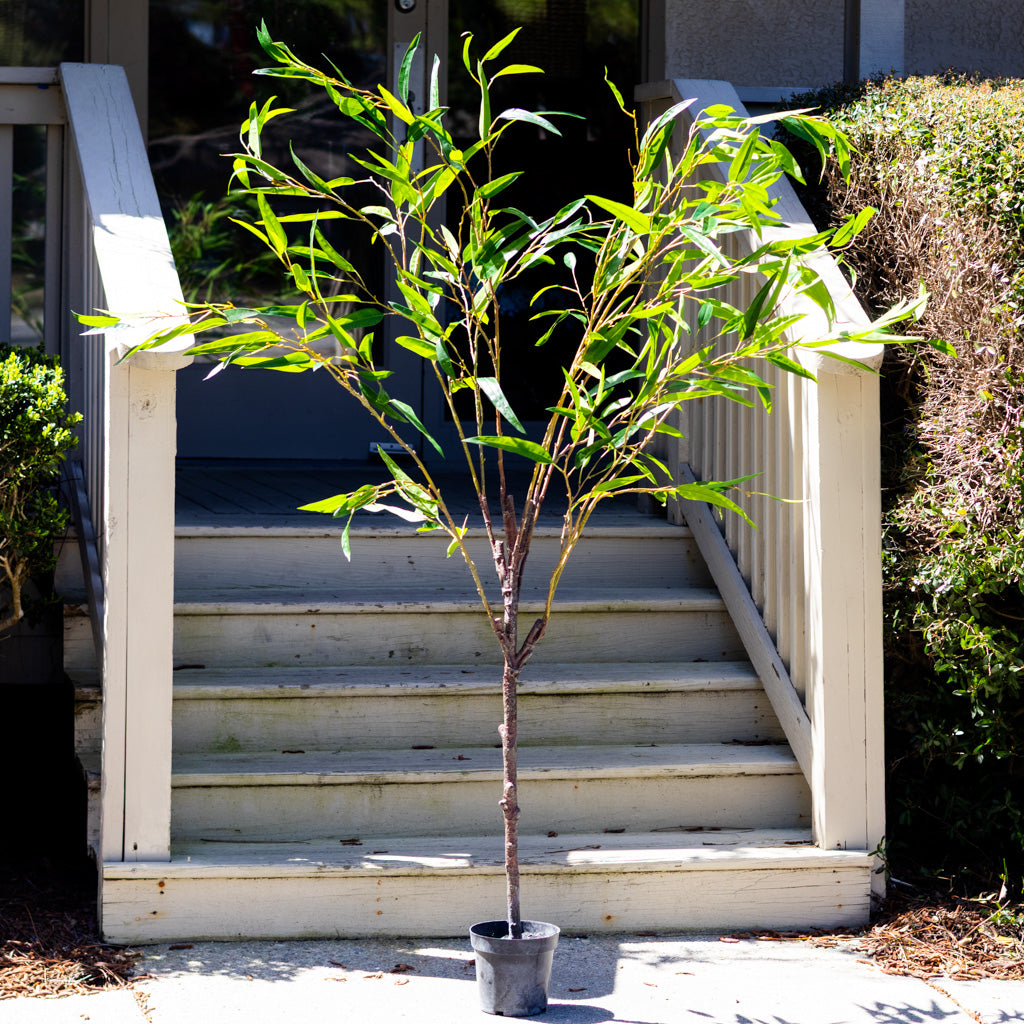 70" Eucalyptus Tree in Pot