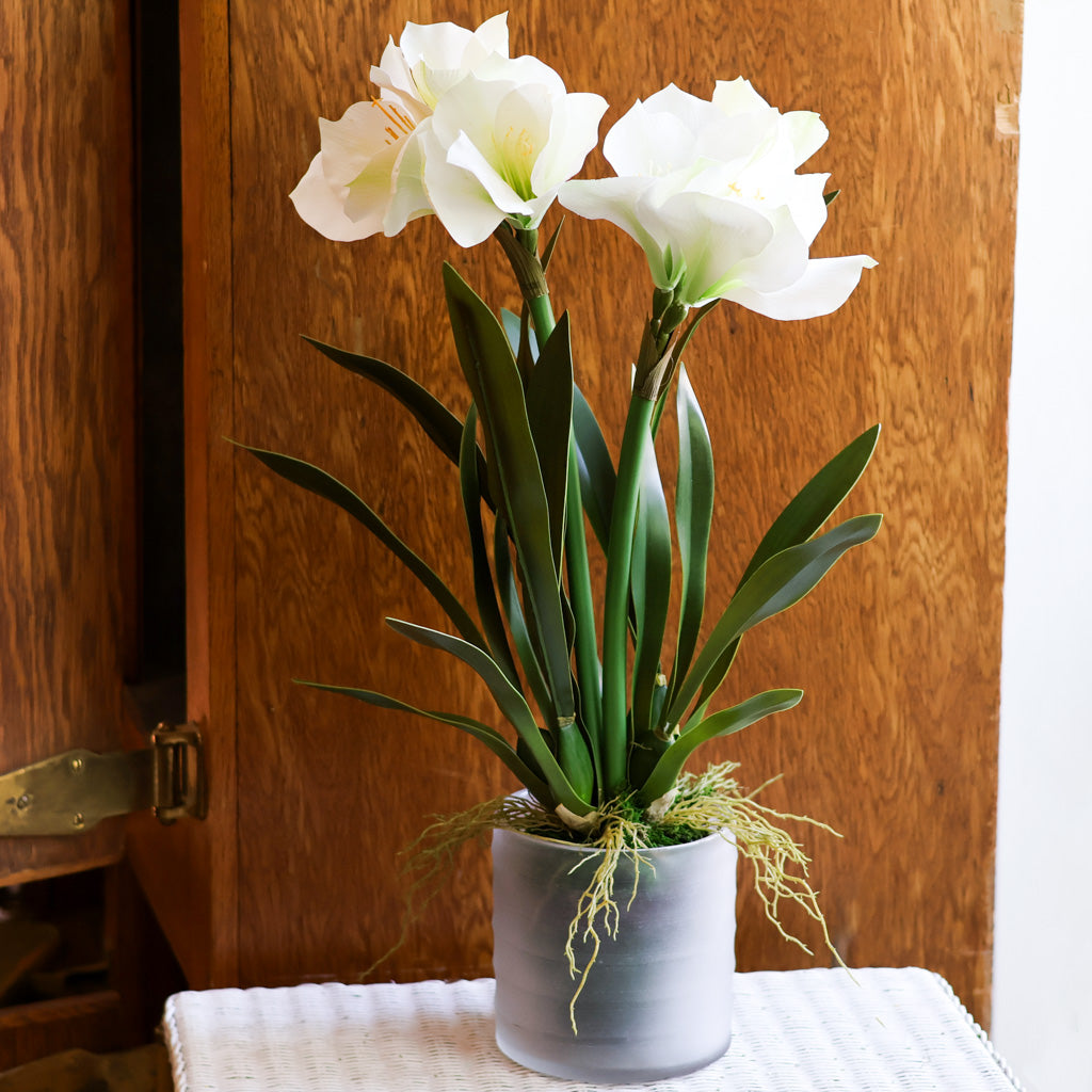 Amaryllis  White Double in Moss Pot