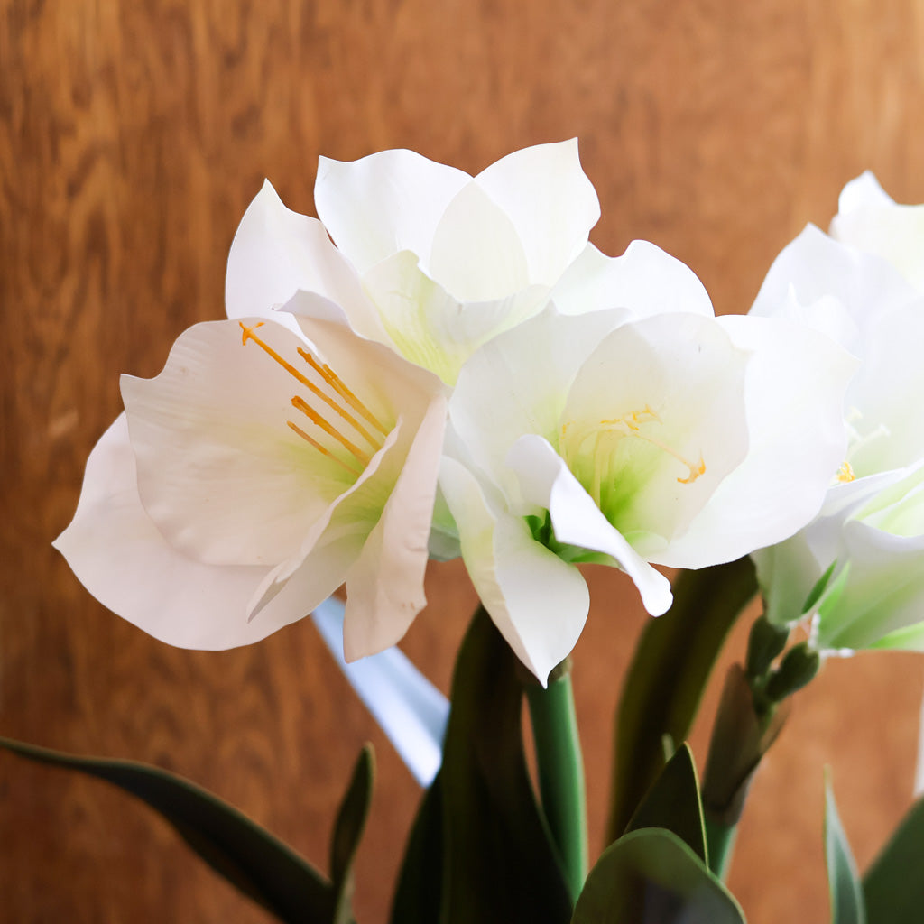 Amaryllis  White Double in Moss Pot