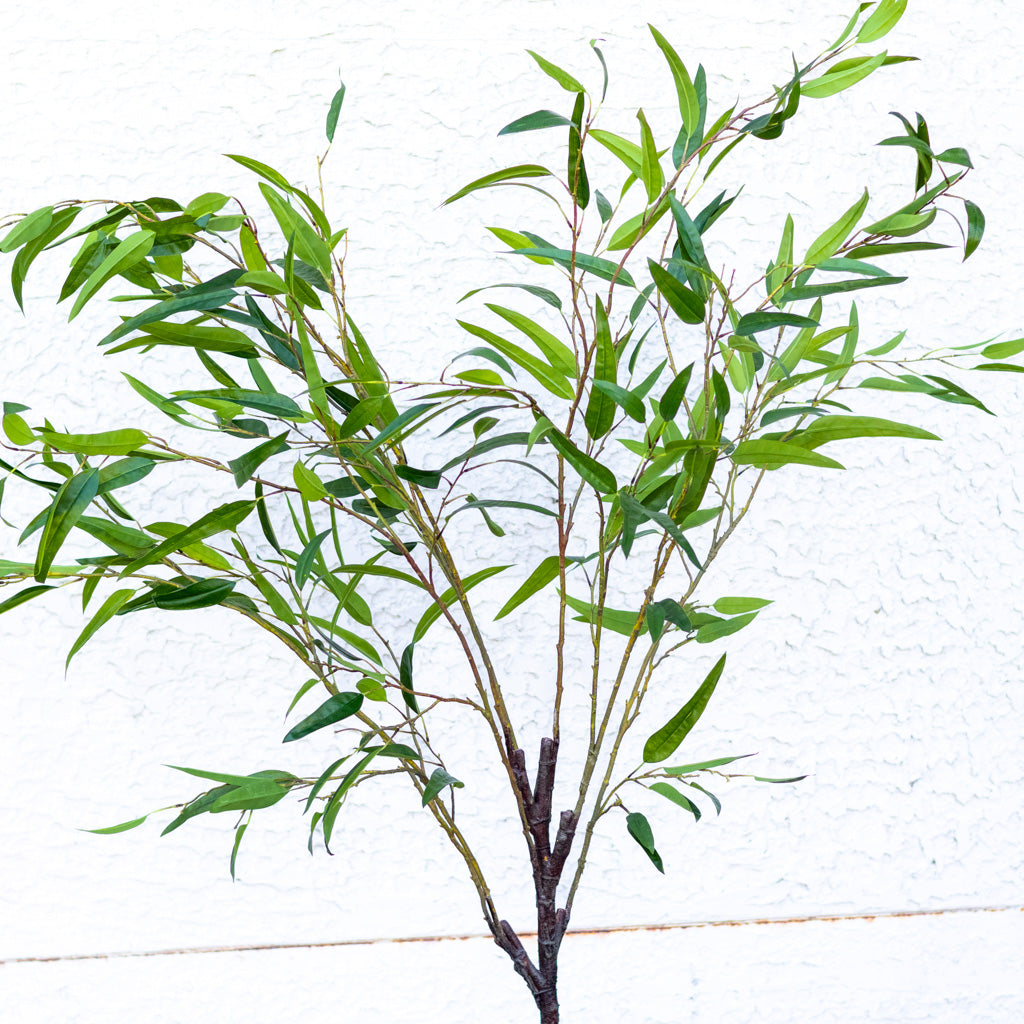 70" Eucalyptus Tree in Pot