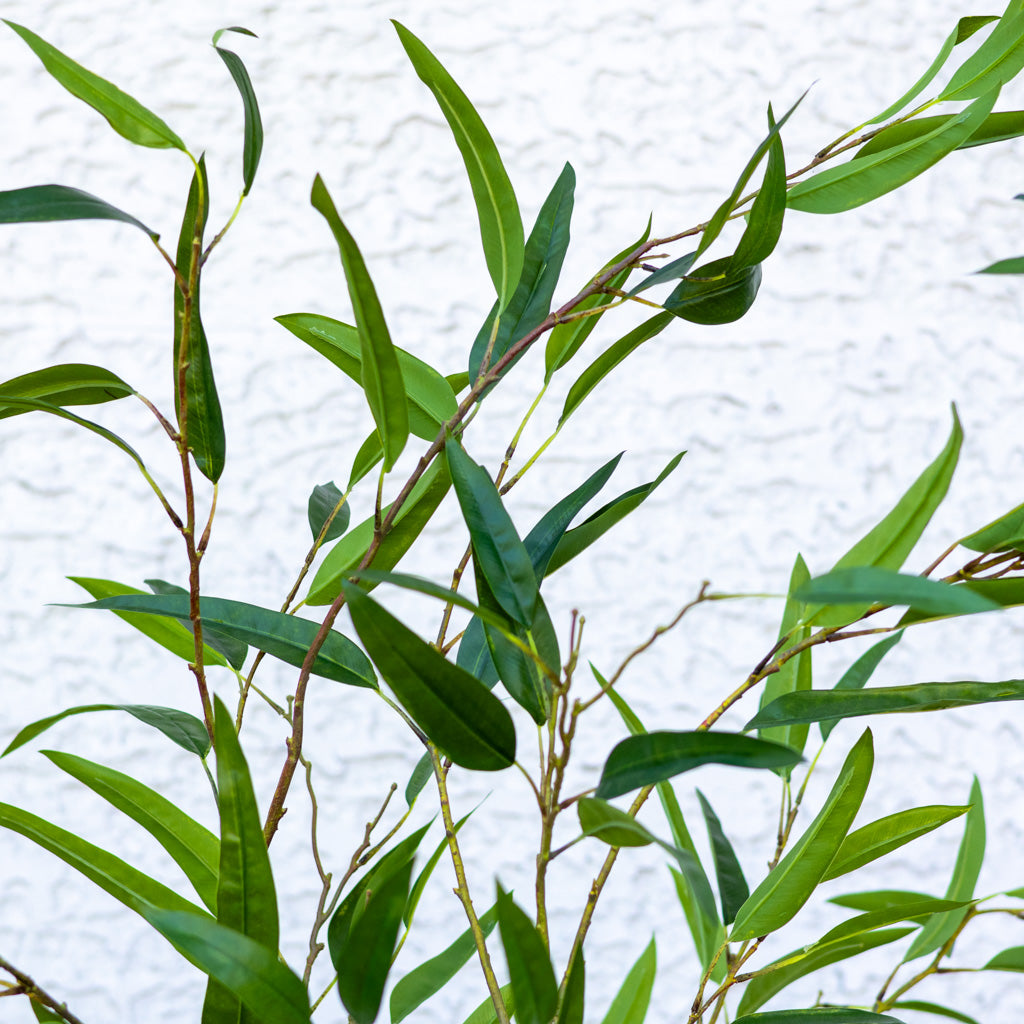 70" Eucalyptus Tree in Pot