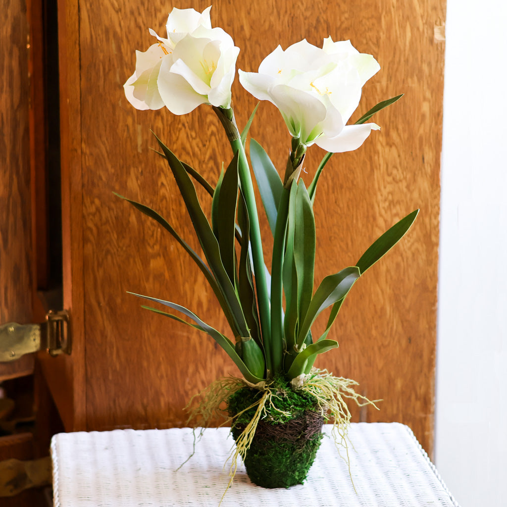 Amaryllis  White Double in Moss Pot