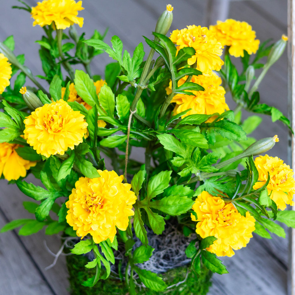 Double Marigold in Moss Pot