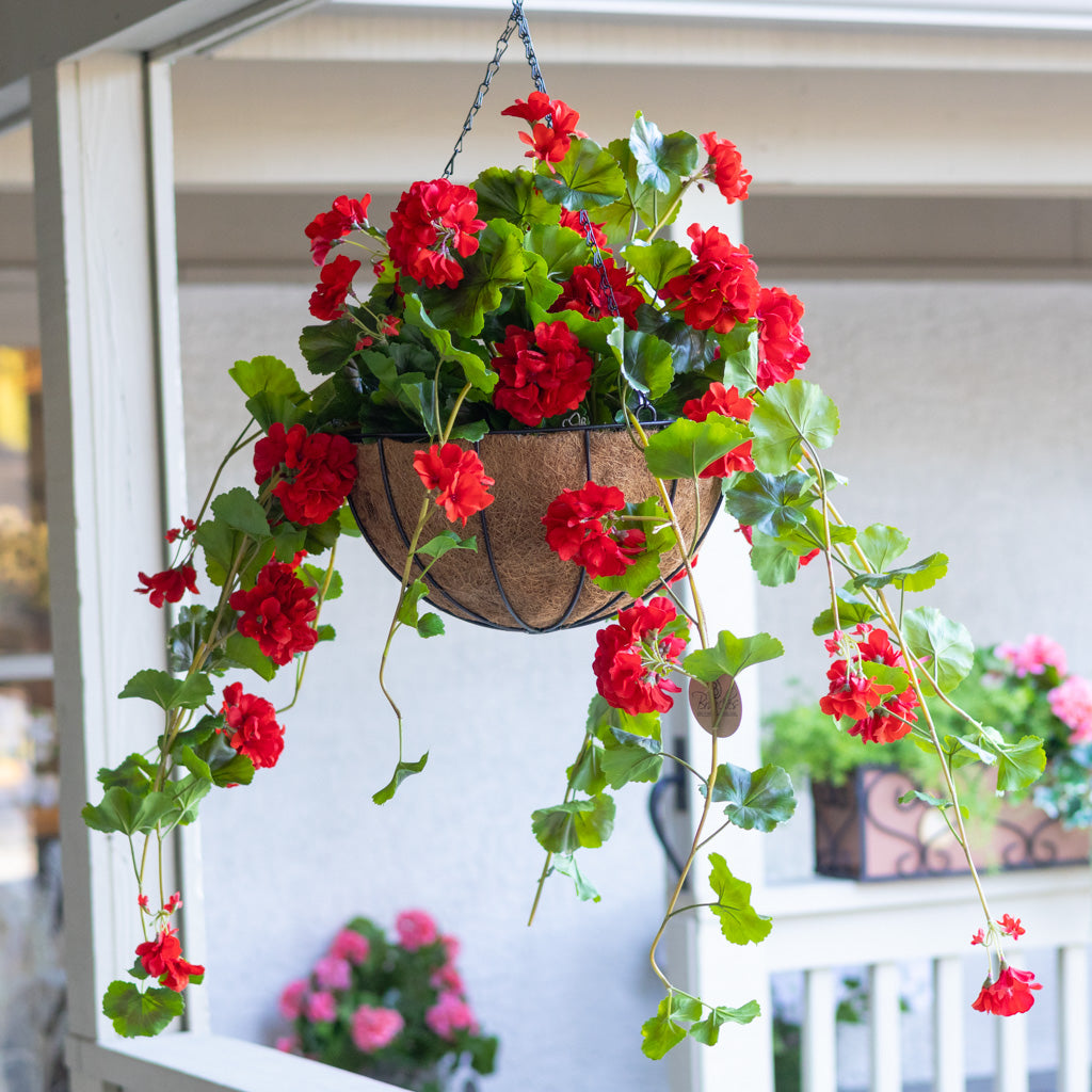 Hanging Red Geranium Hanging Basket UV Protection