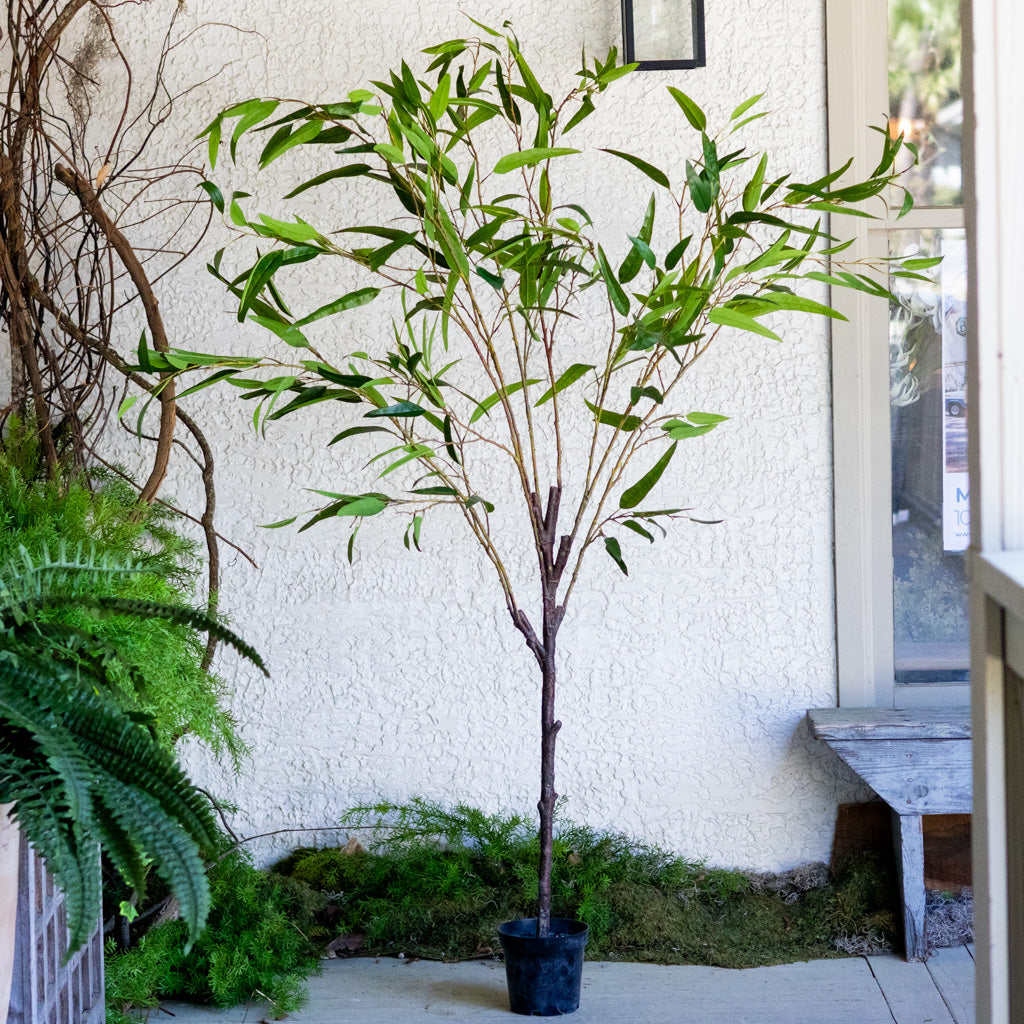70" Eucalyptus Tree in Pot