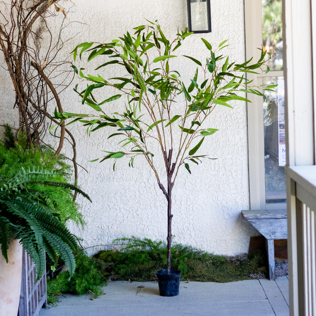 70" Eucalyptus Tree in Pot