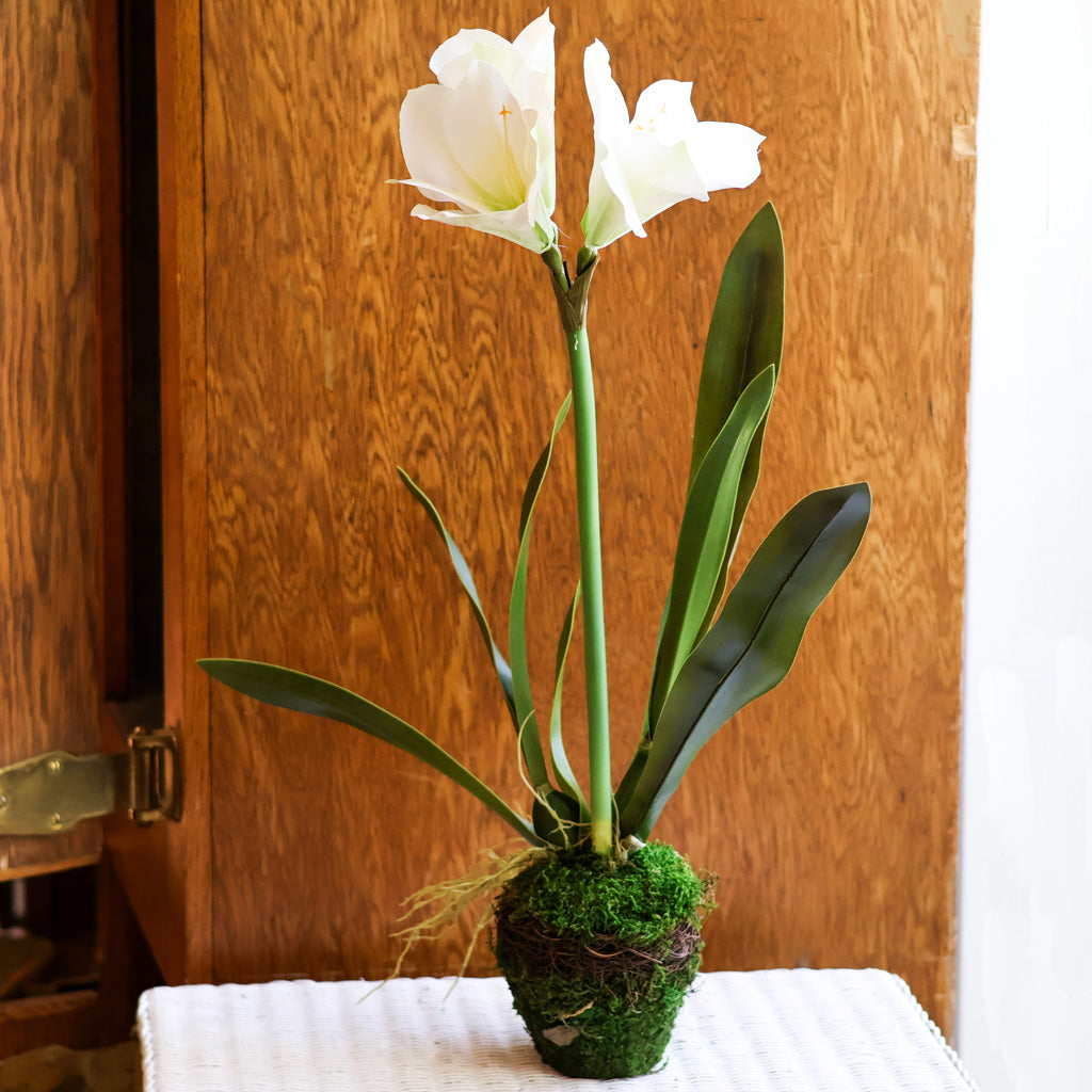 Amaryllis White Single Drop In