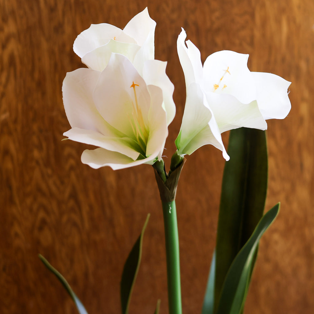 Amaryllis White Single Drop In