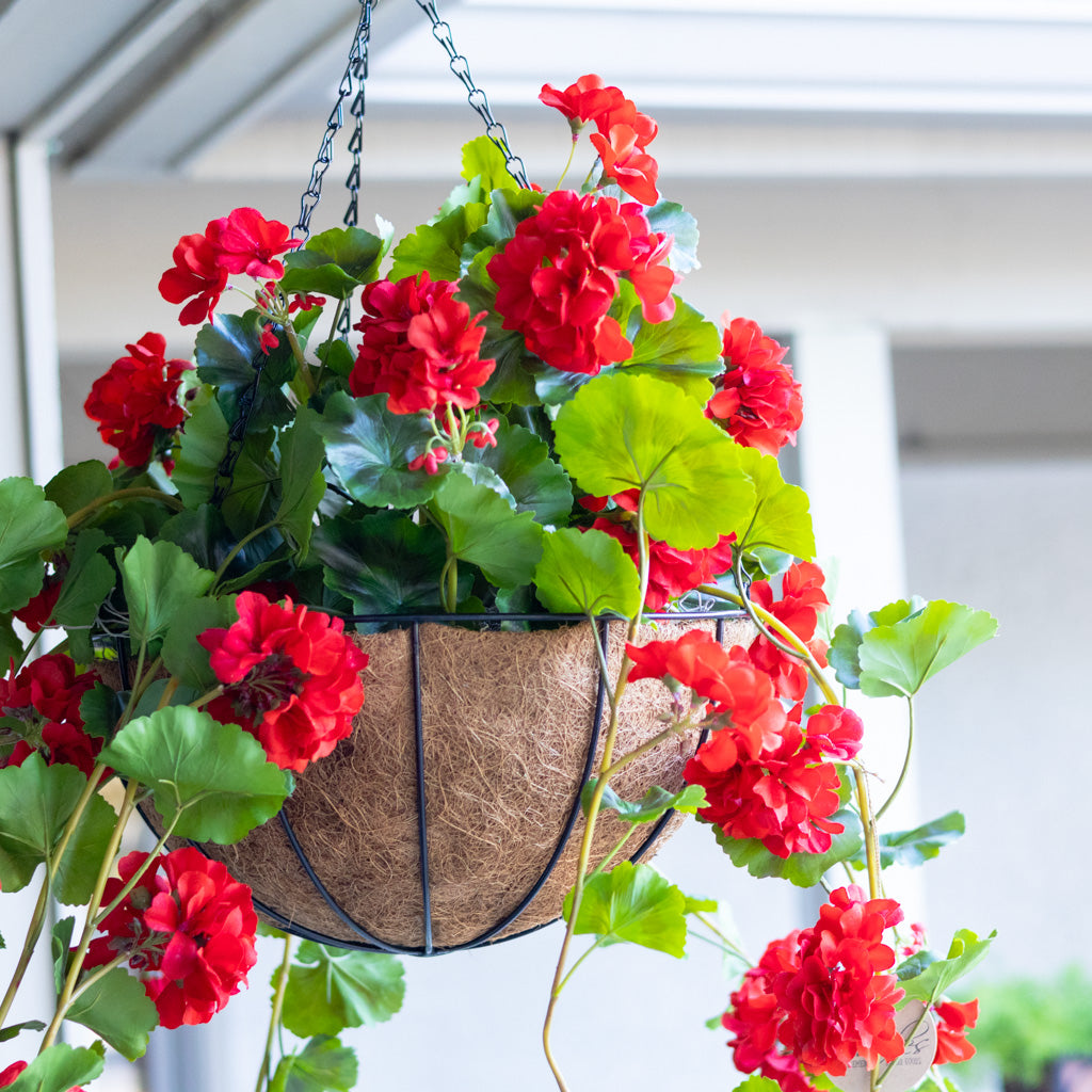 Hanging Red Geranium Hanging Basket UV Protection