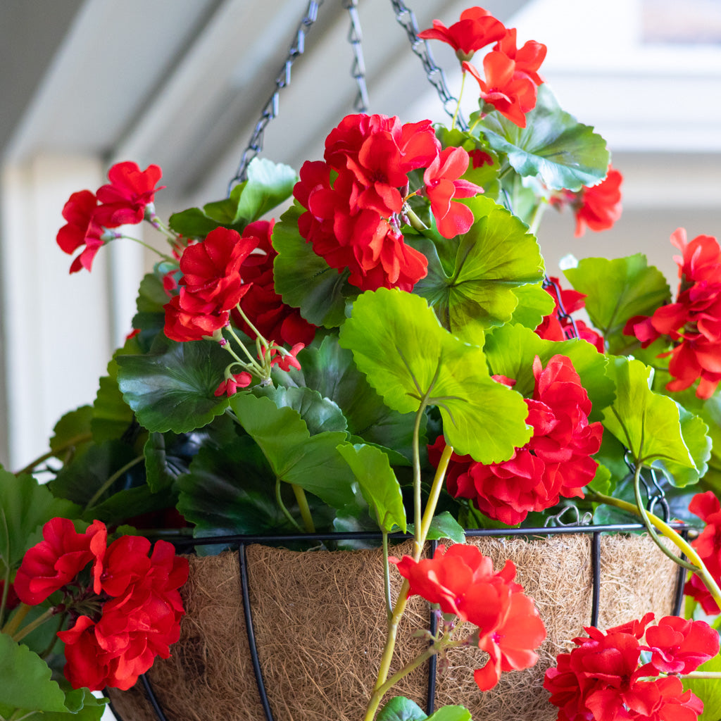 Hanging Red Geranium Hanging Basket UV Protection