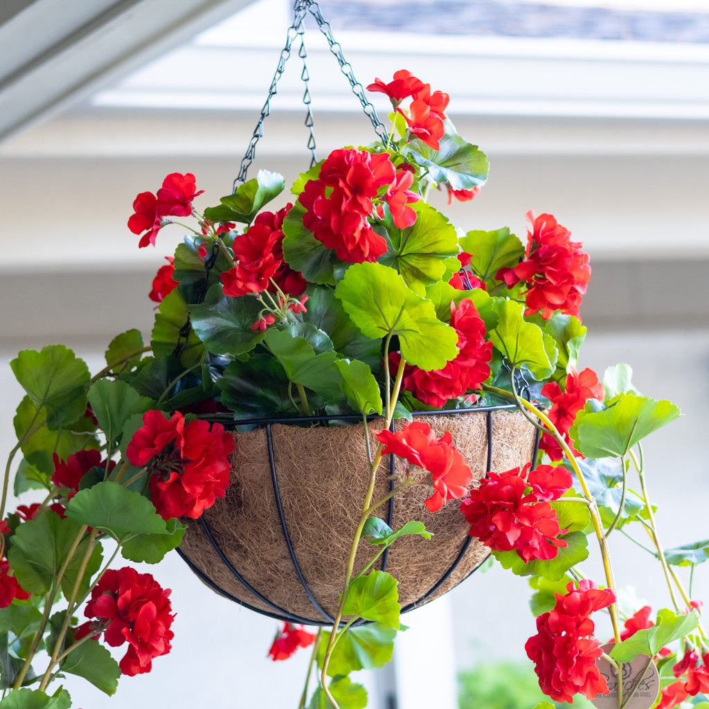 Hanging Red Geranium Hanging Basket UV Protection