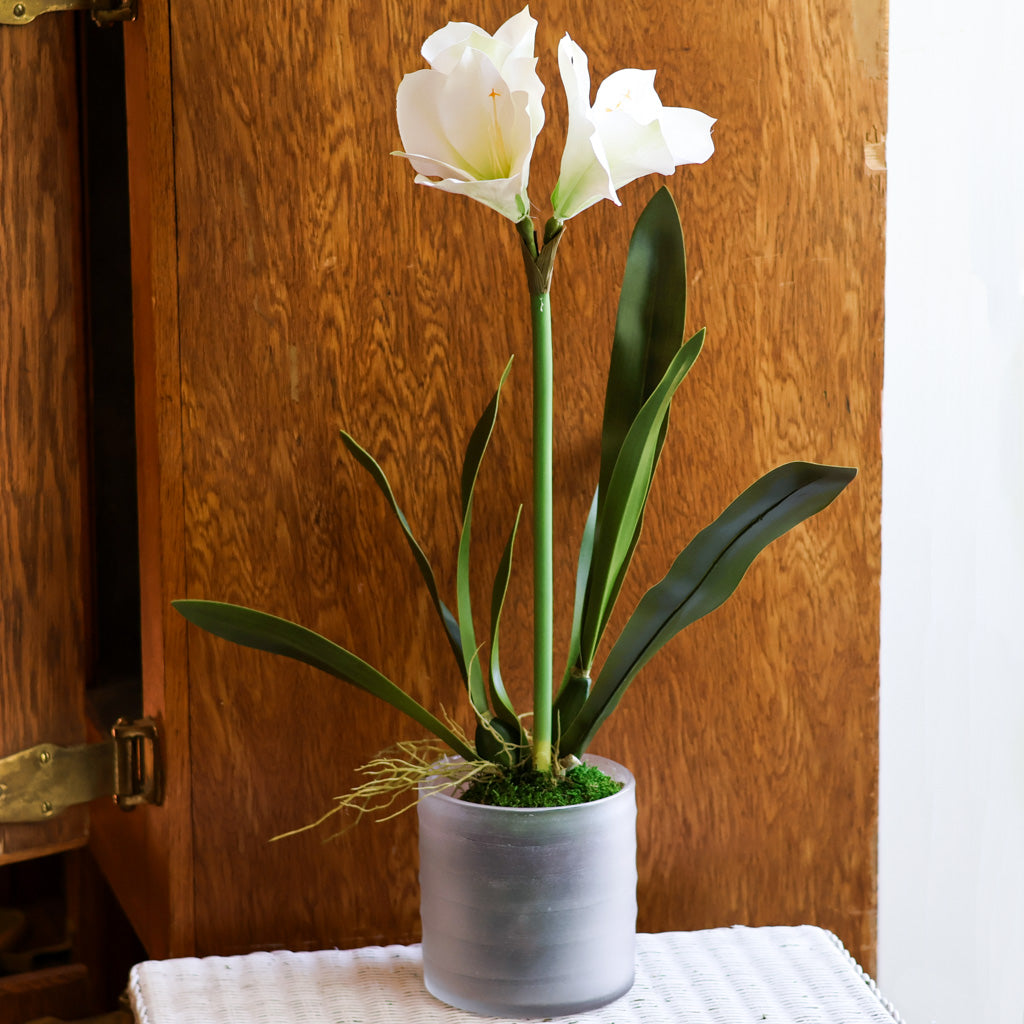 Amaryllis White Single Drop In