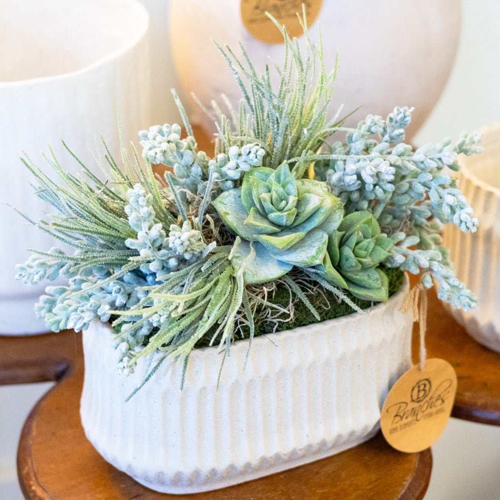 Small Sedum in Rectangular Moss Pot