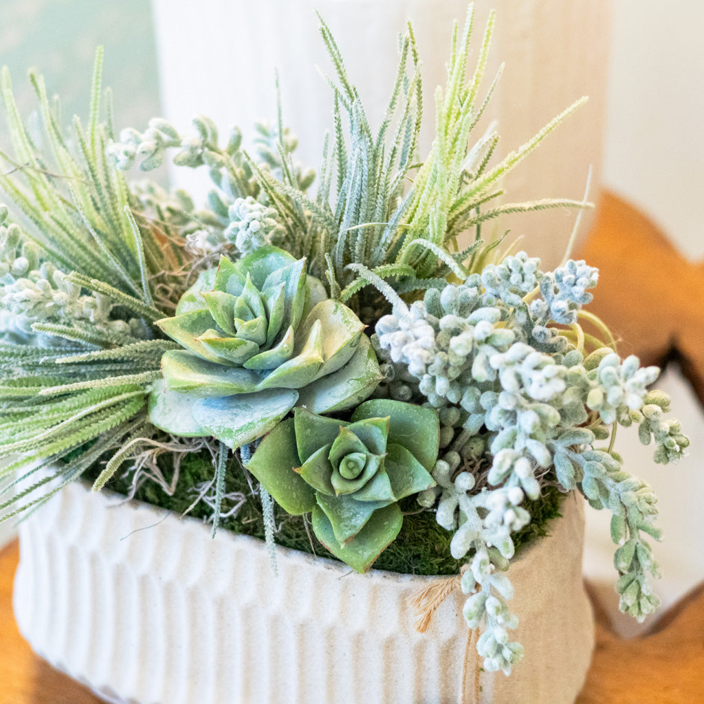 Small Sedum in Rectangular Moss Pot