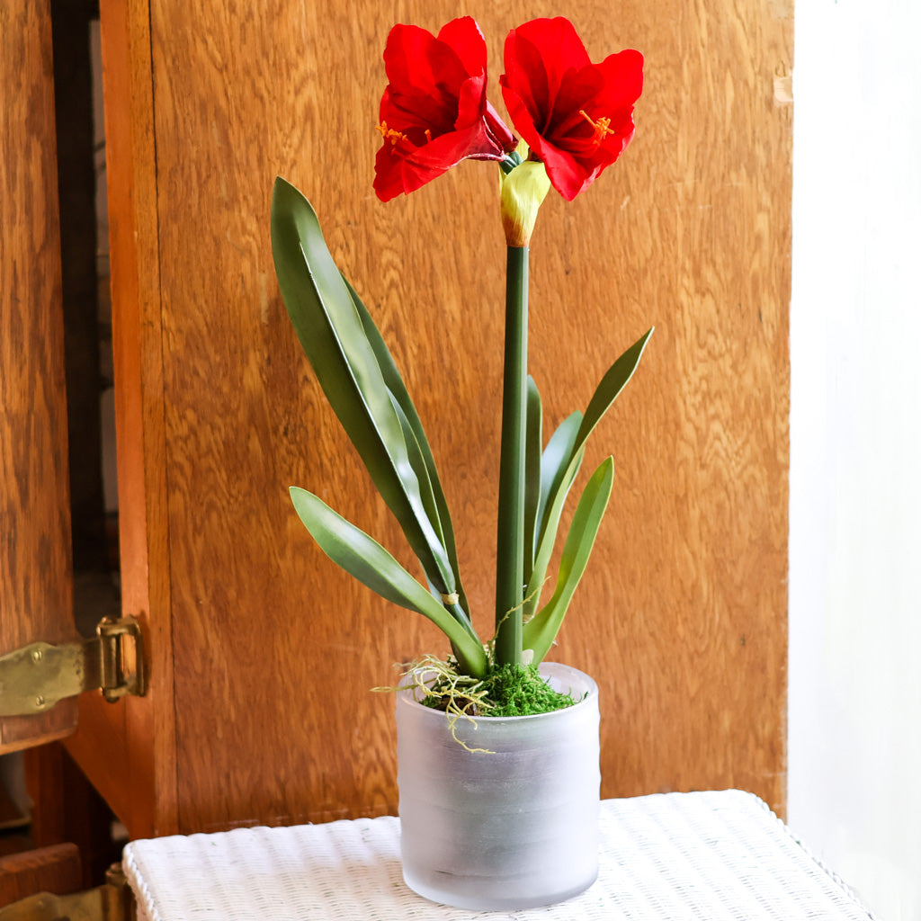 Amaryllis Red Single Drop In