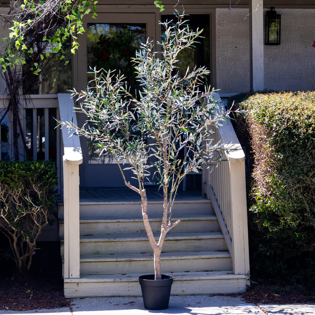 94" Olive Leaf Tree in Pot