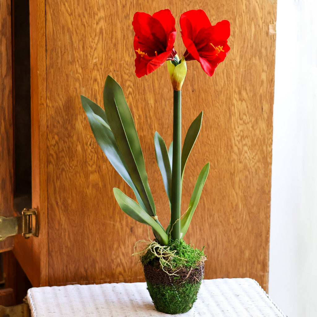 Amaryllis Red Single Drop In