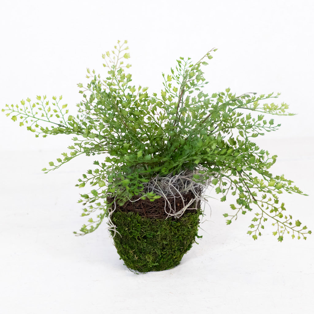 Mini Maidenhair Drop In