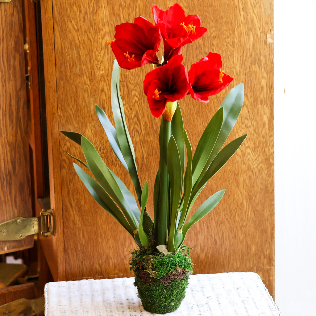 Amaryllis Red Double Drop In