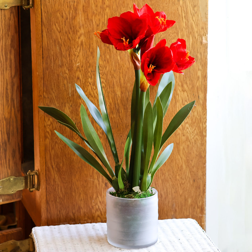 Amaryllis Red Double Drop In