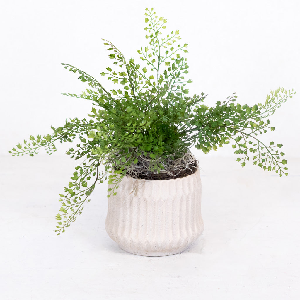 Mini Maidenhair Drop In