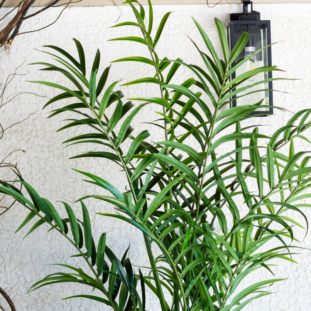 82.5" Kentia Palm Tree in Pot