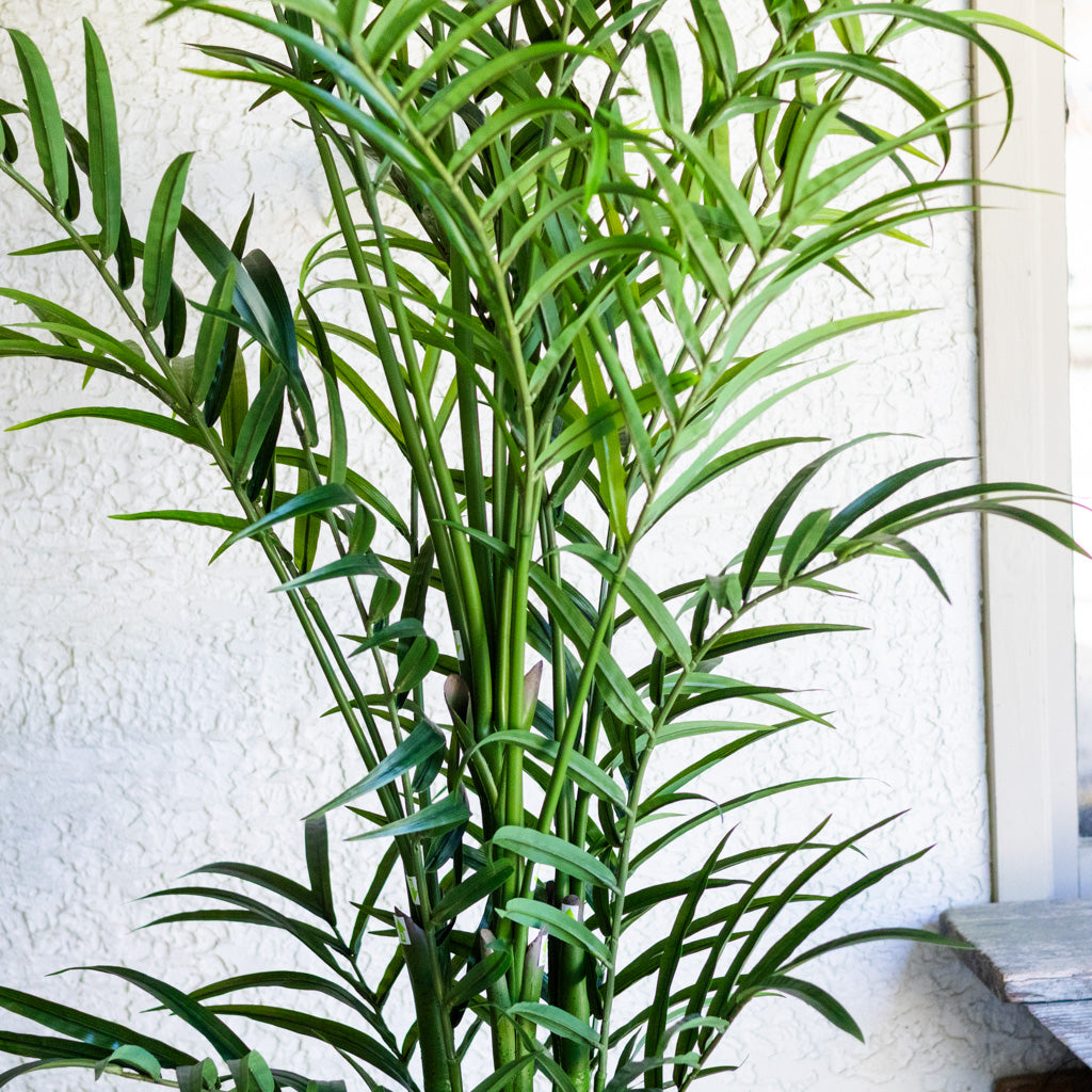 82.5" Kentia Palm Tree in Pot