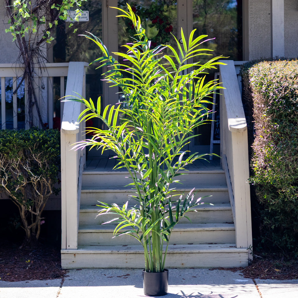 82.5" Kentia Palm Tree in Pot