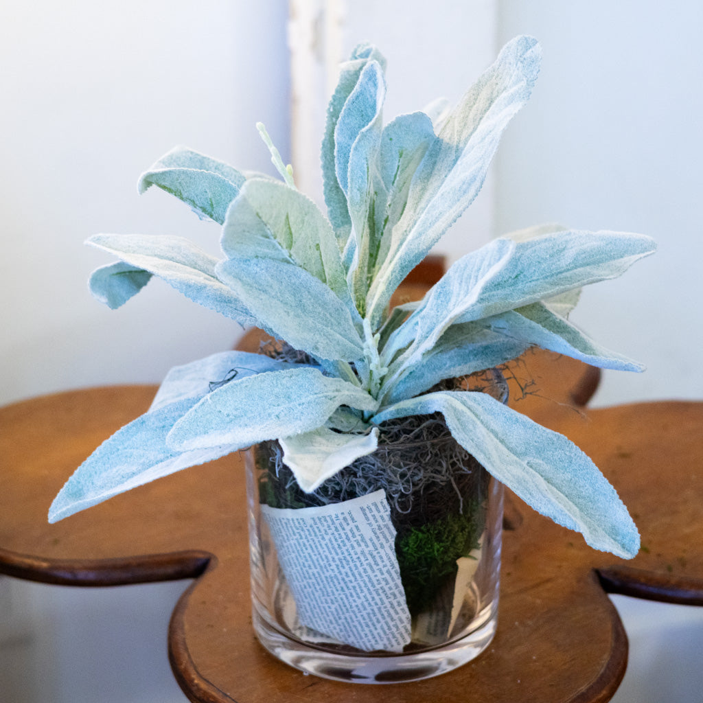 Lambs Ear in Moss Pot Drop In