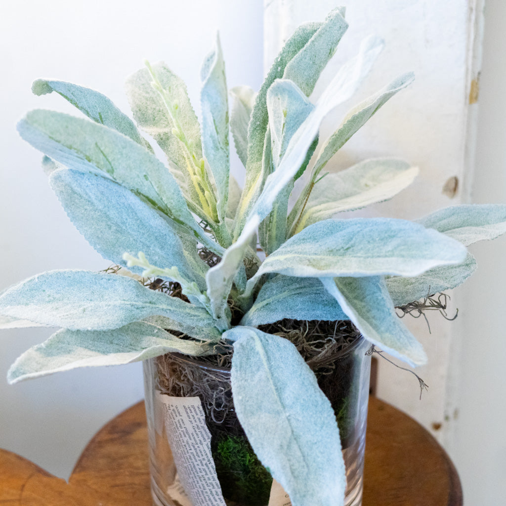 Lambs Ear in Moss Pot Drop In