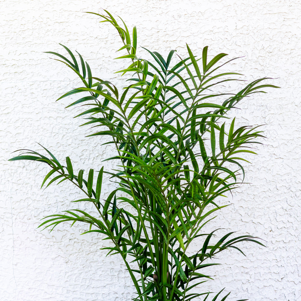 82.5" Kentia Palm Tree in Pot