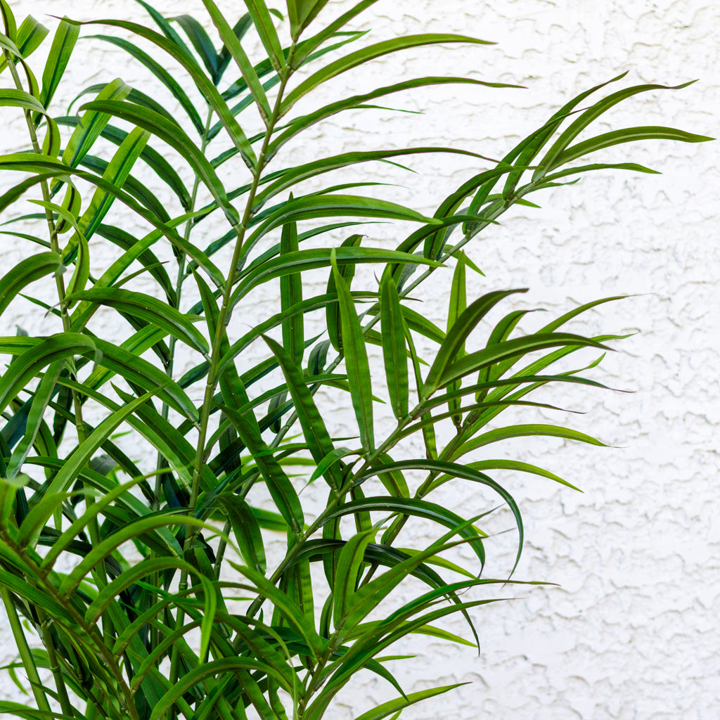 82.5" Kentia Palm Tree in Pot