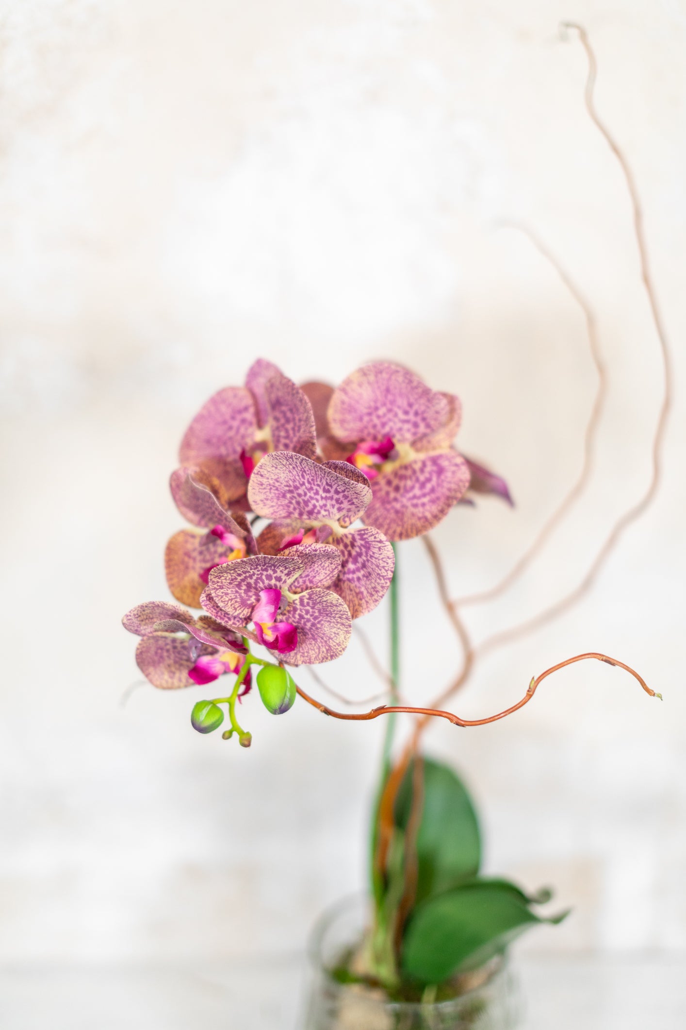 Single Purple Phalaenopsis Orchid Drop In