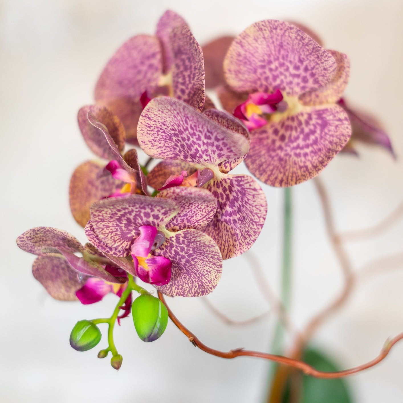 Single Purple Phalaenopsis Orchid Drop In