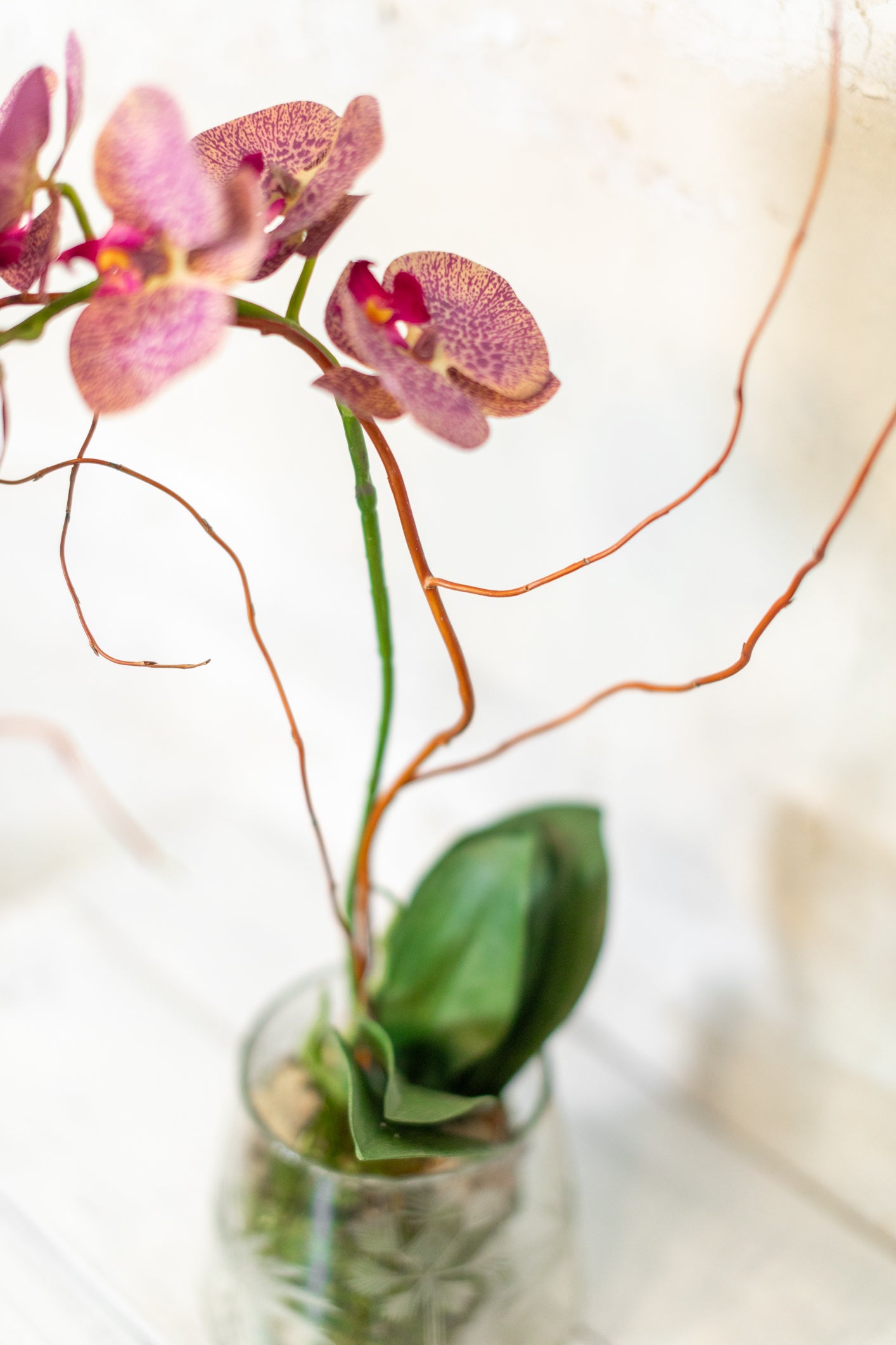 Single Purple Phalaenopsis Orchid Drop In