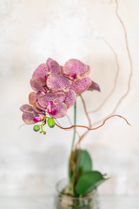 Single Purple Phalaenopsis Orchid Drop In