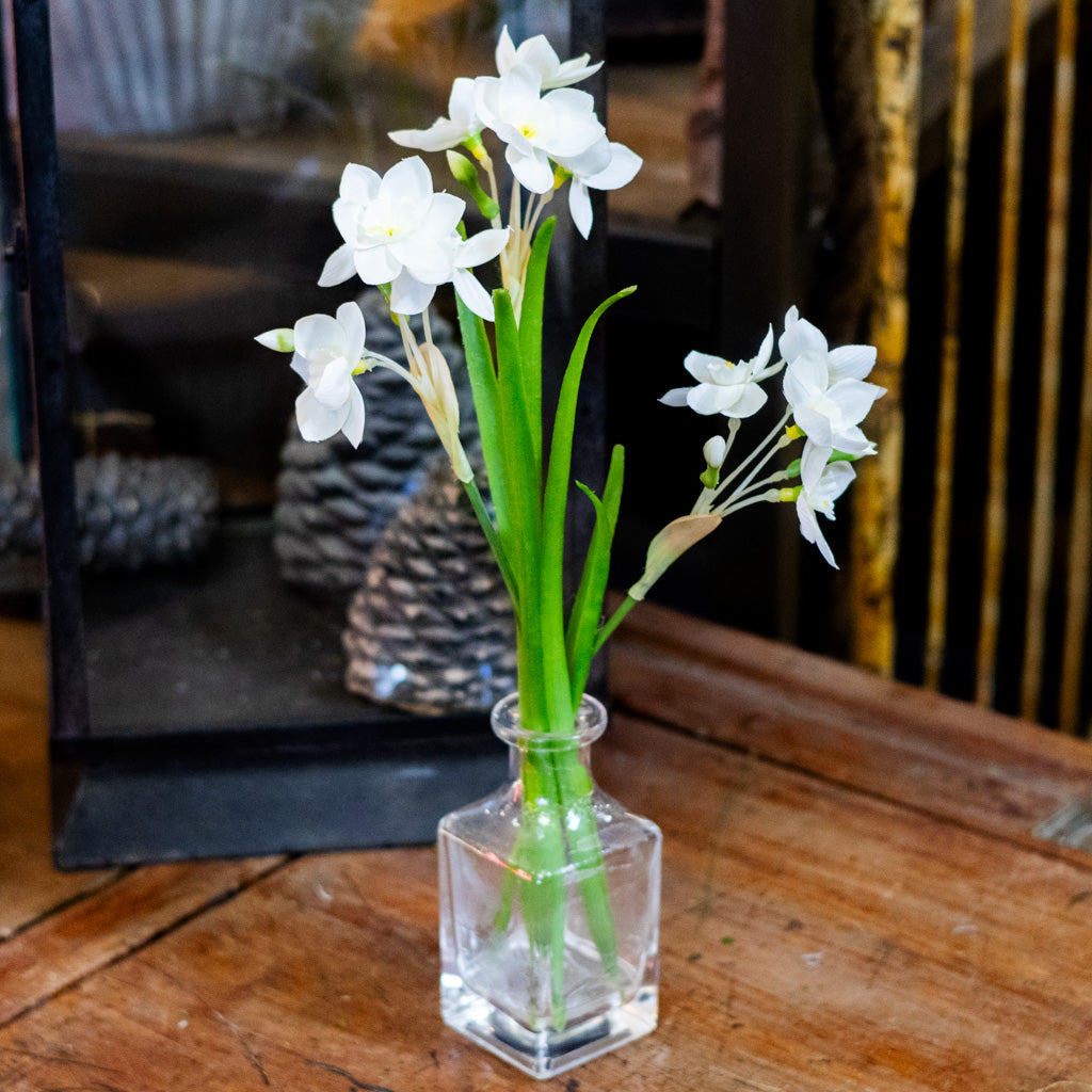 Paperwhite in Glass Vase