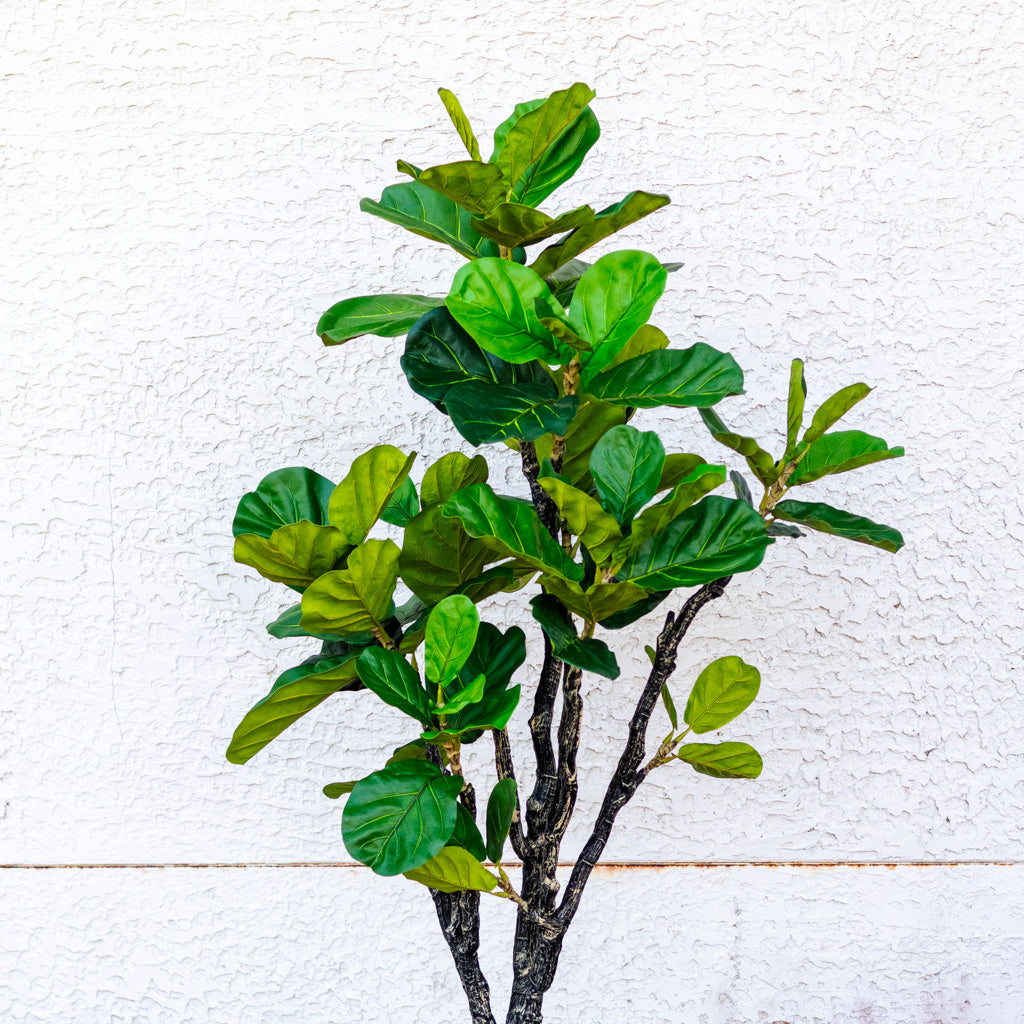 72" Fiddle Leaf Tree in Pot